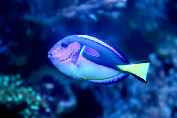 Blue fish — Stock Photo, Image