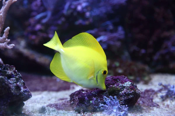 Yellow fish