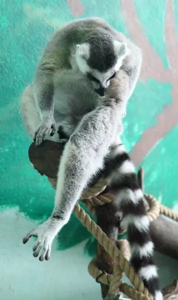 Lemur em uma árvore — Fotografia de Stock