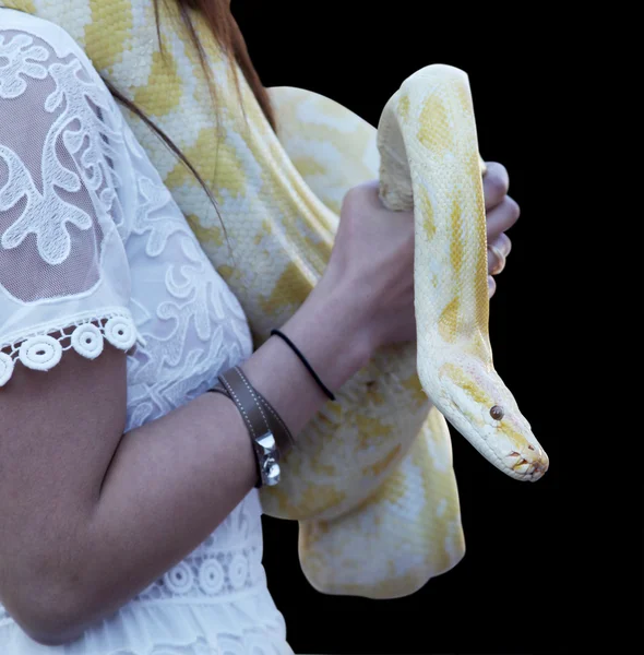 Yellow python — Stock Photo, Image
