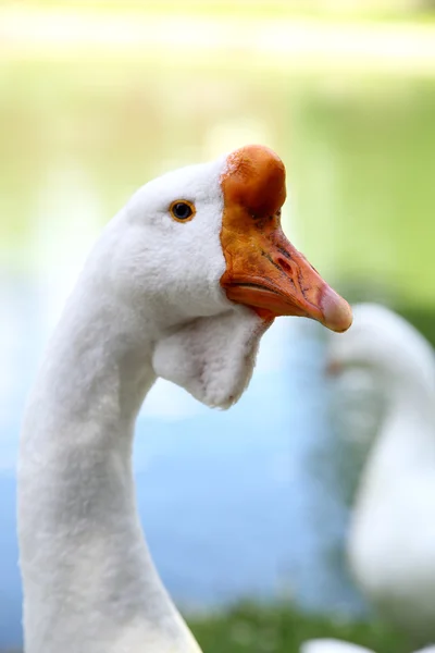 One Goose — Stock Photo, Image