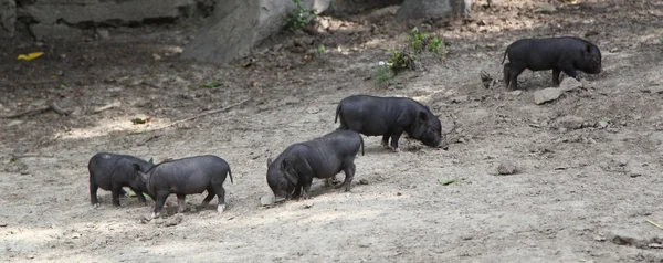 Cerdos salvajes — Foto de Stock