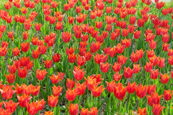 Flowers tulips in the garden — Stock Photo, Image
