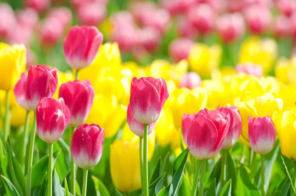 stock image Flowers tulips in the garden