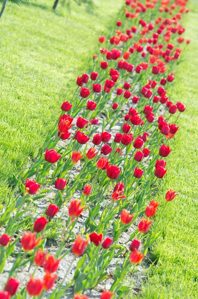 Jardin avec des fleurs de tulipes en été — Photo