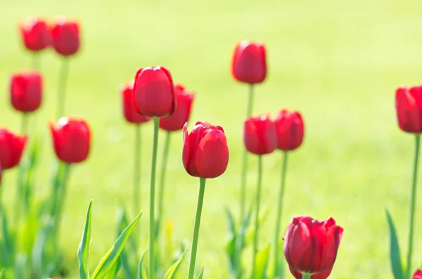 Garden with tulip flowers in summer — Stock Photo, Image