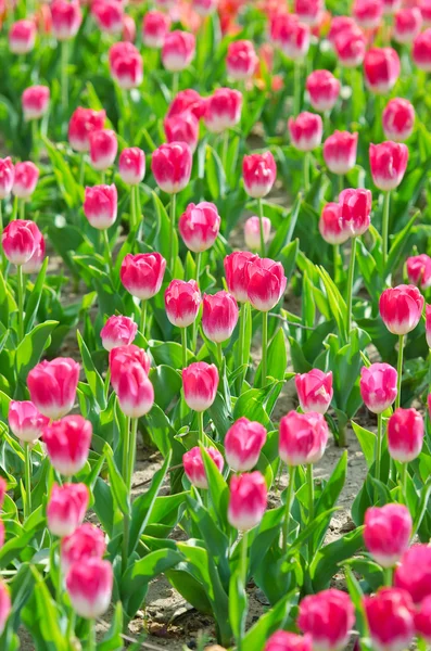 Fleurs tulipes dans le jardin — Photo