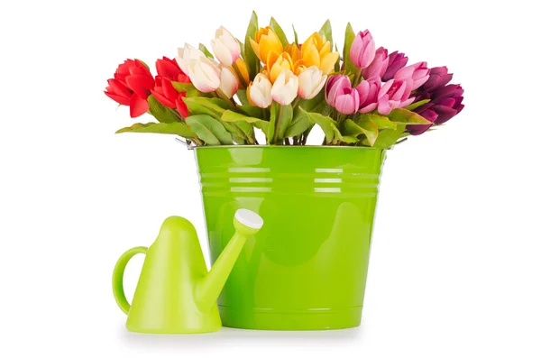 Цветы тюльпанов в зеленом ведре — стоковое фото