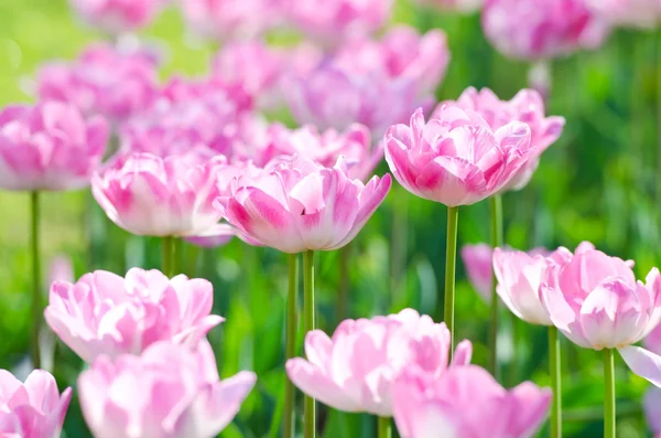 Zahrada s tulipány květiny v létě — Stock fotografie