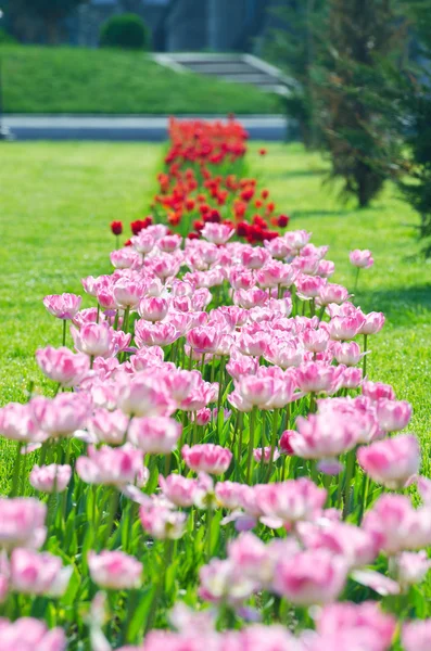 Сад з квітами тюльпанів влітку — стокове фото