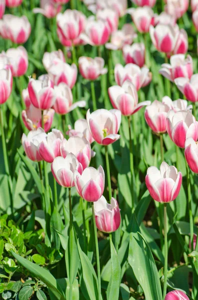 stock image Garden with tulip flowers in summer