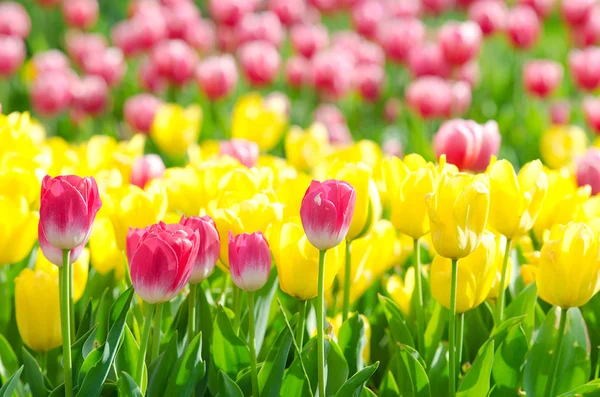 Fleurs tulipes dans le jardin — Photo