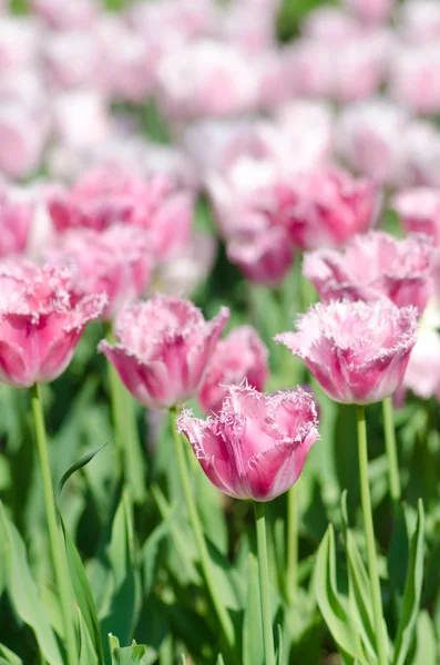 stock image Garden with tulip flowers in summer