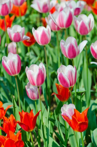 stock image Garden with tulip flowers in summer