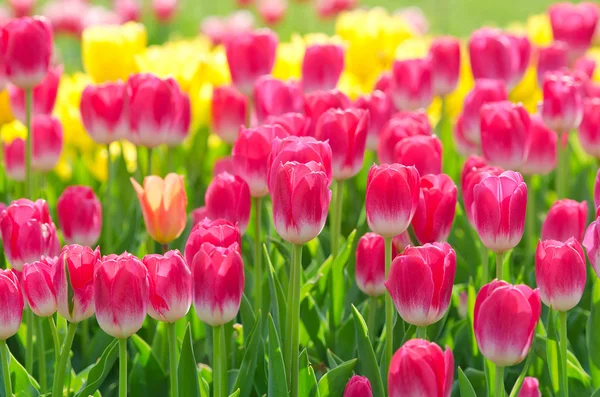 Fleurs tulipes dans le jardin — Photo
