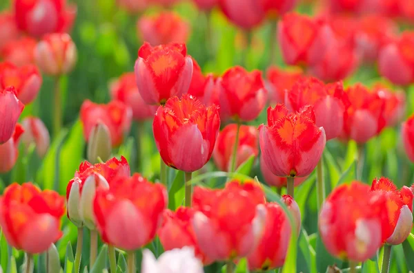 stock image Flowers tulips in the garden