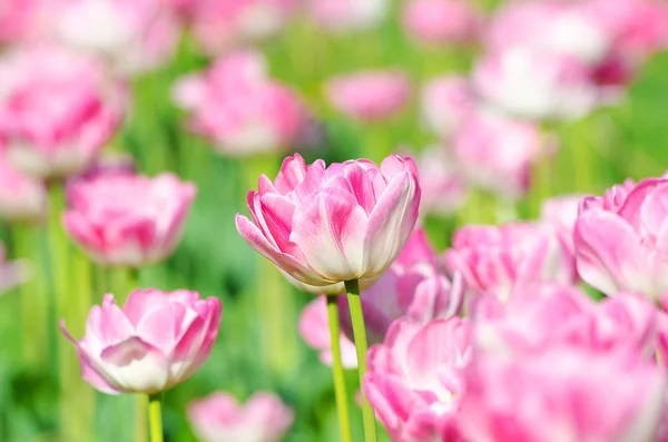 Zahrada s tulipány květiny v létě — Stock fotografie