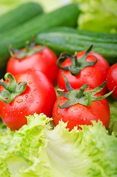 Tomaten en komkommers klaar voor salade — Stockfoto