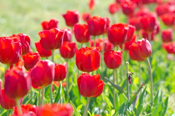 Garden with tulip flowers in summer — Stock Photo, Image