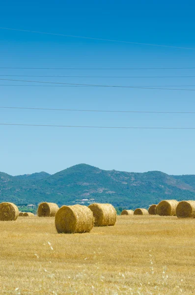 Field with rolls of hay on summer day — Stock Photo, Image