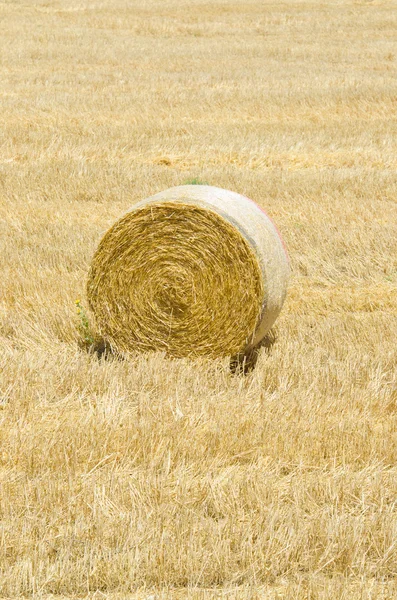 Поля с рулонами сена в летний день — стоковое фото