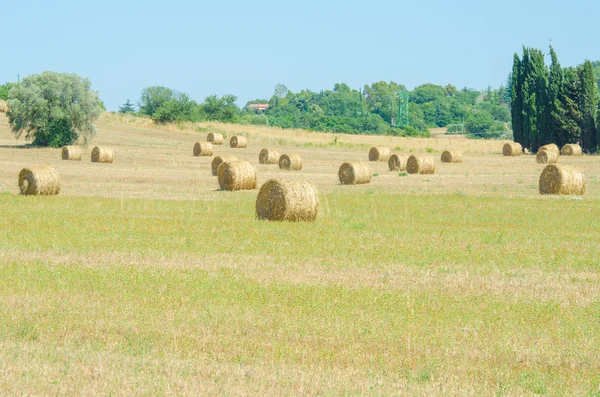 Campo com rolos de feno no dia de verão — Fotografia de Stock