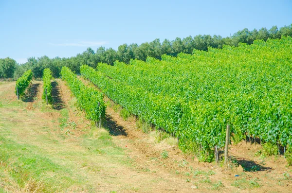 Виноградник в яркий летний день — стоковое фото