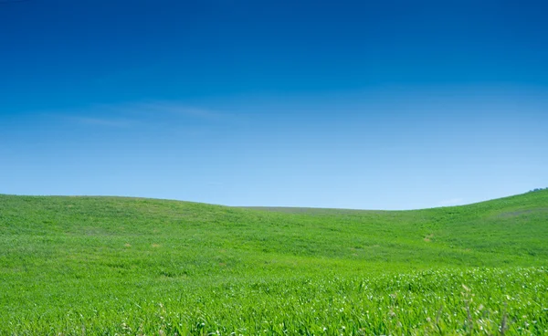 Campo de hierba con cielo azul — Foto de Stock