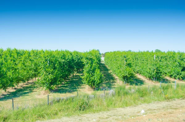 Wijngaard op een mooie zomerdag — Stockfoto