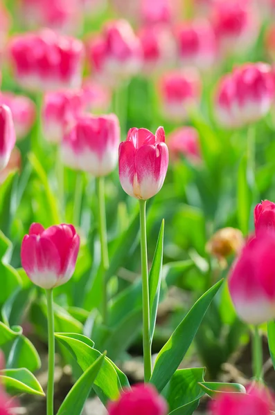 Květiny tulipány v zahradě — Stock fotografie