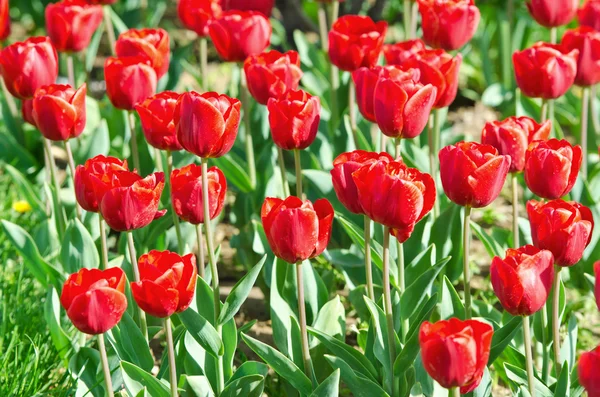 Stock image Garden with tulip flowers in summer