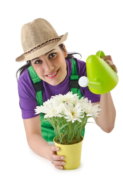 Девушка поливает растения на белом — стоковое фото