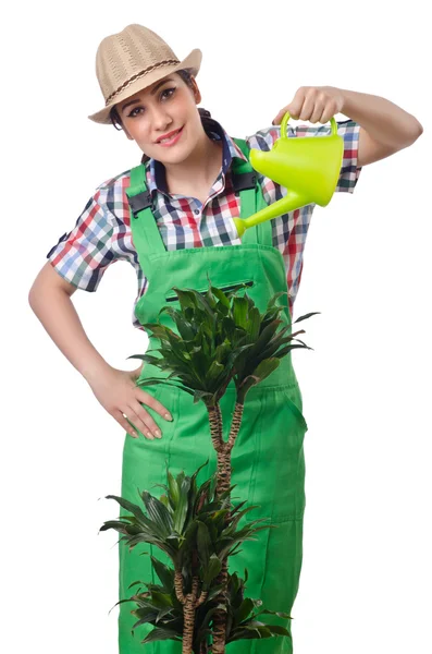 Girl watering plants on white — Stock Photo, Image
