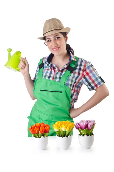 Dívka zalévání rostlin na bílém pozadí — Stock fotografie
