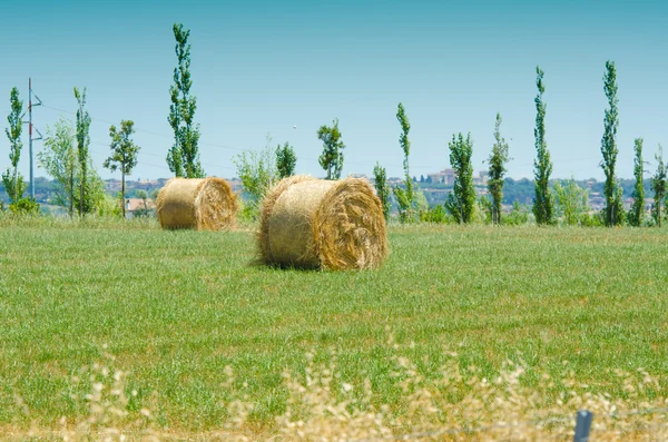 Pole z rolki siana na letnie dni — Zdjęcie stockowe