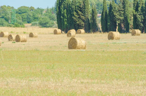 Поля с рулонами сена в летний день — стоковое фото