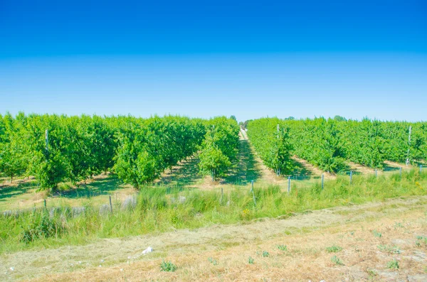 stock image Vineyard on a bright summer day