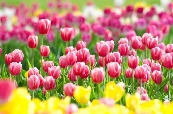 stock image Flowers tulips in the garden