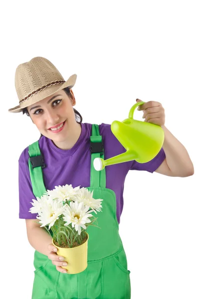 Girl watering plants on white — Stock Photo, Image