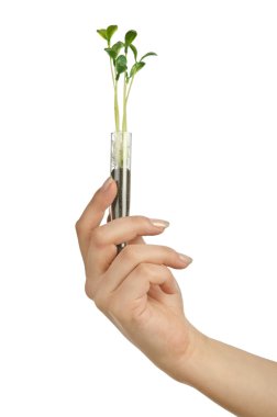 Hand holding tube with seedling on white clipart