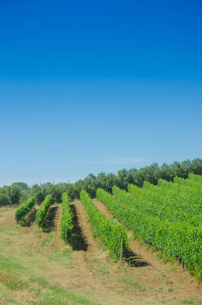 Виноградник в яркий летний день — стоковое фото