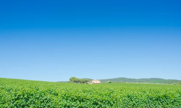 Wijngaard op een mooie zomerdag — Stockfoto