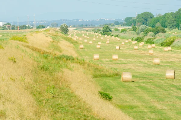 Field with rolls of hay on summer day — Stock Photo, Image