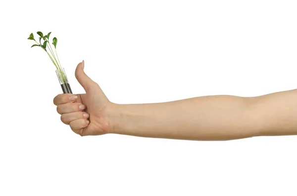 Hand som håller röret med plantor på vit — Stockfoto