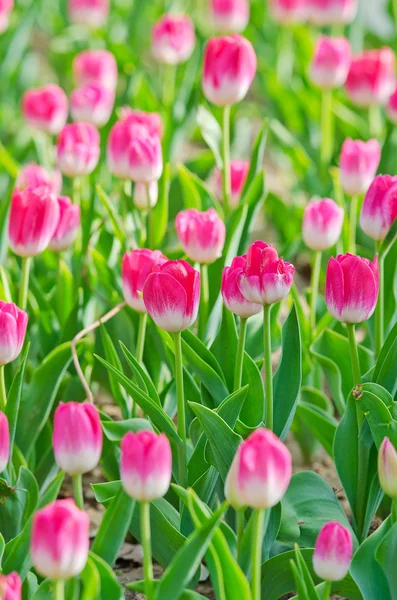 Flowers tulips in the garden — Stock Photo, Image