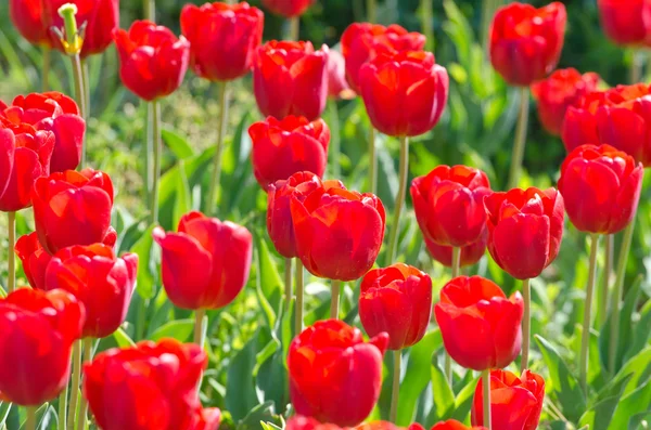 stock image Garden with tulip flowers in summer