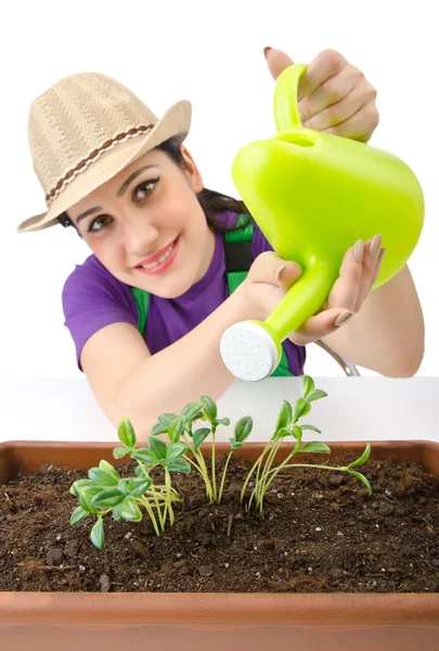 Dziewczyna podlewania roślin na biały — Zdjęcie stockowe
