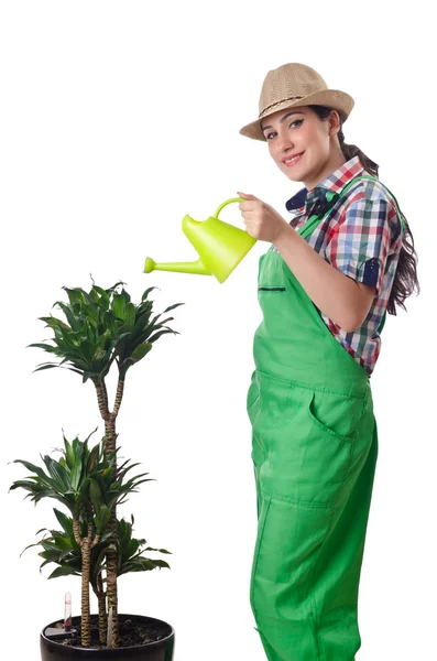 화이트에 식물을 급수 하는 여자 — 스톡 사진