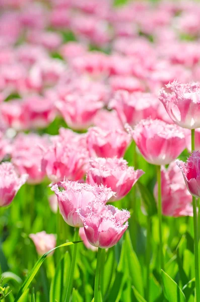 Jardin avec des fleurs de tulipes en été — Photo