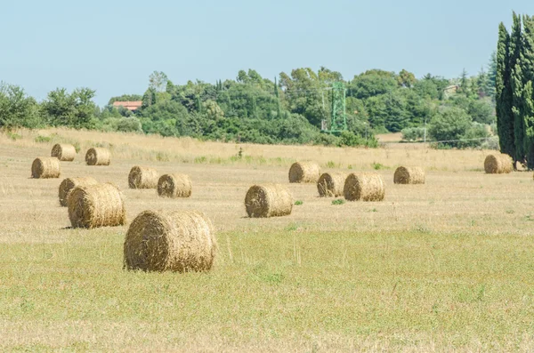 Feld mit Heubrötchen an Sommertagen — Stockfoto